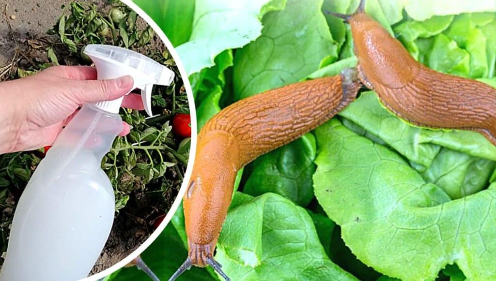 Így védekezz a meztelen csigák ellen, hogy ne rágják le a növényeidet