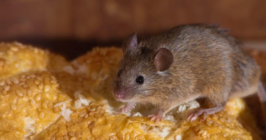 Terítsd szét ezt a padlón, és hónapokig elfelejtheted az egereket. Maguktól eltűnnek a házadból.