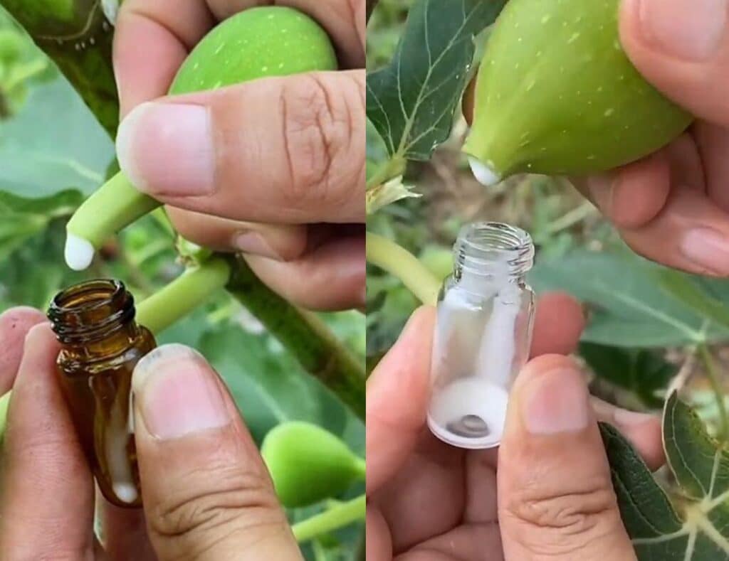 Ez a fehér csoda a fügéből jön! Ne hagyd veszni, inkább használd így!