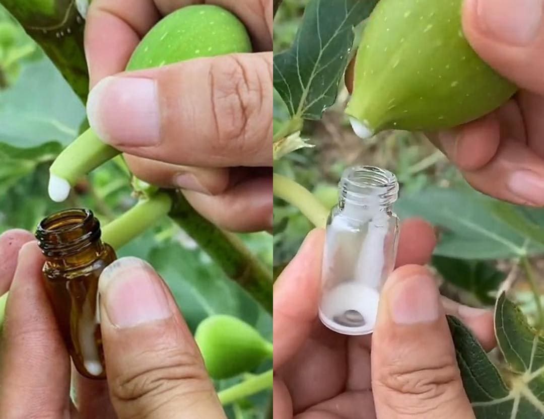 Ez a fehér csoda a fügéből jön! Ne hagyd veszni, inkább használd így!