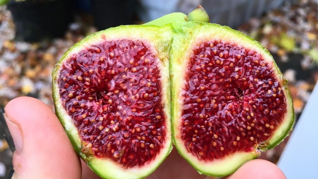 Elképesztően krémes, ellenállhatatlan füge sajt recept!