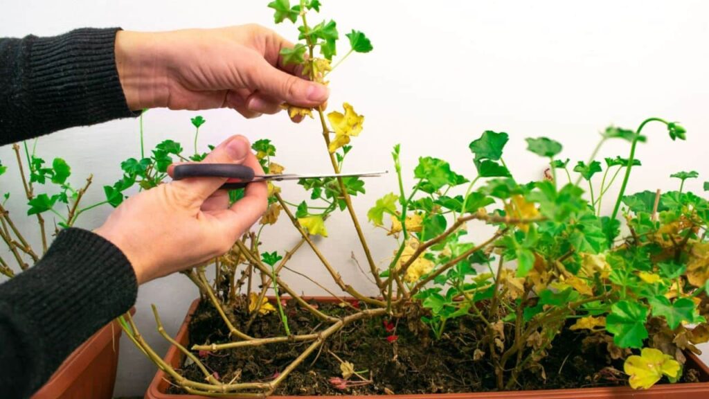 így lesz ősszel is gyönyörű a muskátlid!