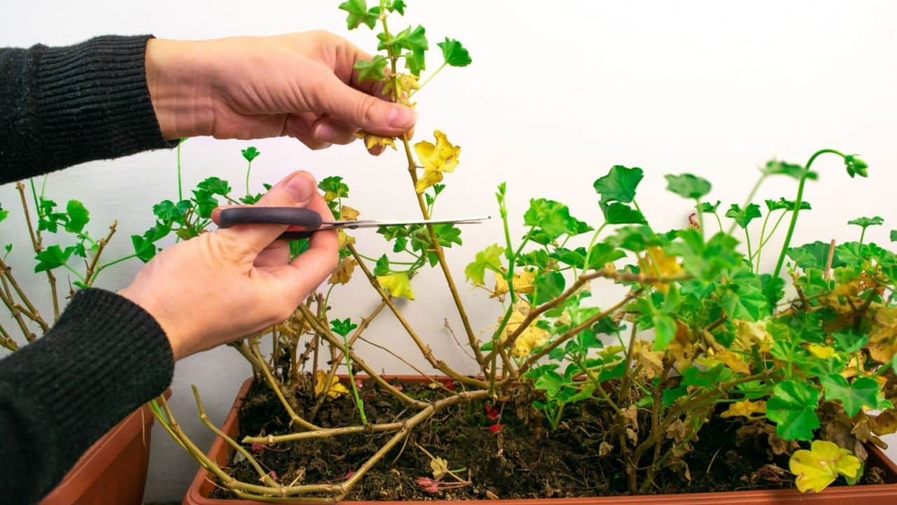 így lesz ősszel is gyönyörű a muskátlid!