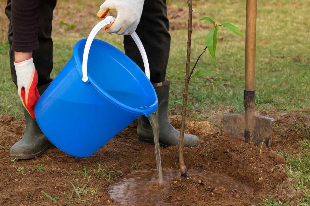 A 10 leggyorsabban növő gyümölcsfa