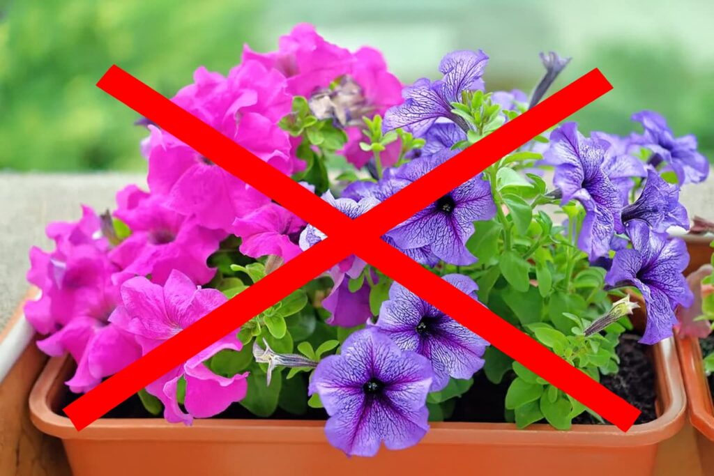 Felejtsd el a gagyi petúniát! Ez a növény egész évben virágzik